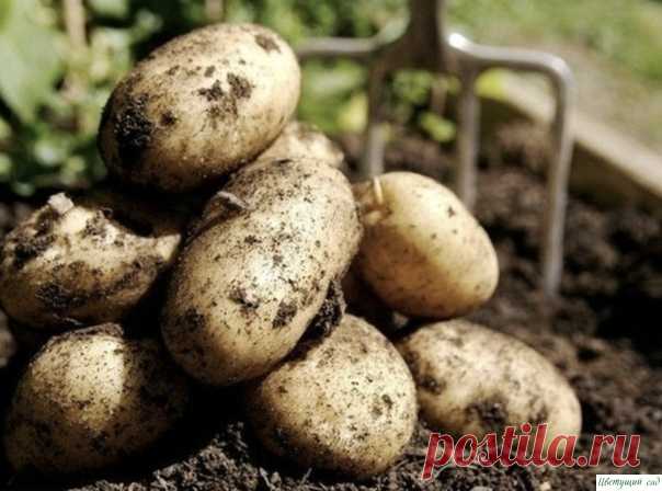 9 советов для высокого урожая картофеля! 1. Чем меньше клубень картофеля, тем крупнее он дает клубни, и наоборот. Поэтому лучше всего сажать клубни средней величины, либо разрезать большие клубни так чтобы на каждой части было несколько глазков.2. Глубоко посаженные клубни дадут мелочь и изобилие ботвы.3. Подкармливать картофель...