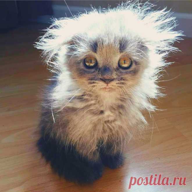 Вот так выглядит чучело-мяучело