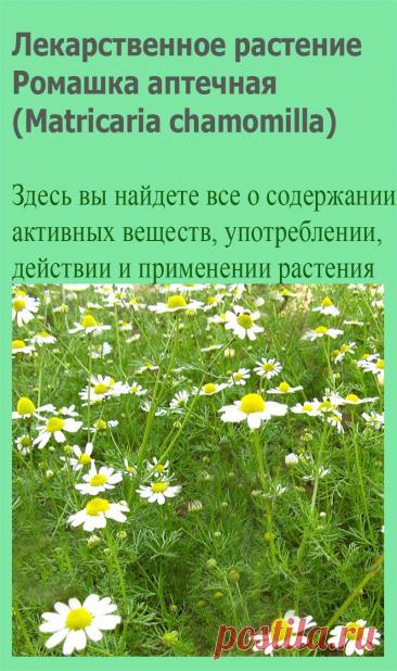 Лекарственное растение Ромашка аптечная (Matricaria chamomilla). Однолетнее растение высотой 15-50 см с сильным запахом ромашки. Стебель голый, вертикальный, ветвистый, Листья дважды- или триждыперистые, с узколинейными острыми сегментами. Корзинки на длинных цветоносах, с золотисто-желтыми трубчатыми и белыми язычковыми цветками, которые после отцветания быстро опадают.
