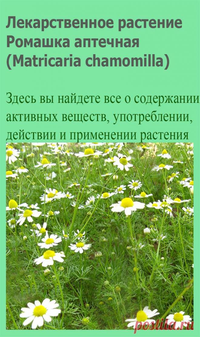Лекарственное растение Ромашка аптечная (Matricaria chamomilla). Однолетнее растение высотой 15-50 см с сильным запахом ромашки. Стебель голый, вертикальный, ветвистый, Листья дважды- или триждыперистые, с узколинейными острыми сегментами. Корзинки на длинных цветоносах, с золотисто-желтыми трубчатыми и белыми язычковыми цветками, которые после отцветания быстро опадают.