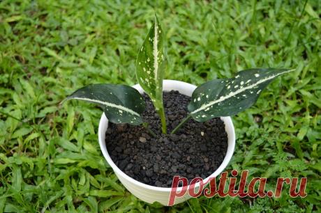 Аглаонема - неприхотливое и полезное комнатное растение. Особенности ухода, виды | Комнатные растения | Яндекс Дзен