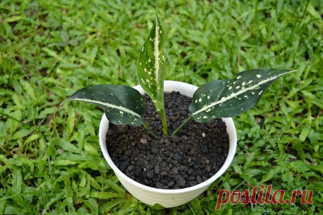 Аглаонема - неприхотливое и полезное комнатное растение. Особенности ухода, виды | Комнатные растения | Яндекс Дзен