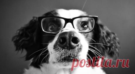 Исследование: насколько хорошо собаки понимают нашу речь