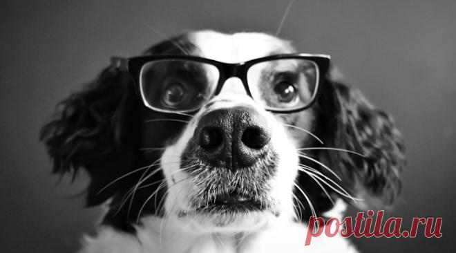 Исследование: насколько хорошо собаки понимают нашу речь