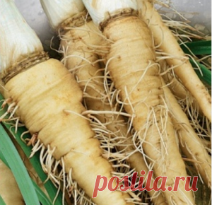 Неколько рецептов приготовления овсяного корня. | Мой сад в моих руках.