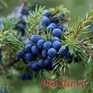 МАГИЧЕСКИЙ СВОЙСТВА МОЖЖЕВЕЛЬНИКА... - МирТесен