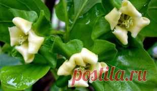 Хурма в домашних условиях приносит урожай