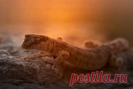 Пискливый геккончик (Alsophylax pipiens) на горе Большое Богдо в Богдинско-Баскунчакском заповеднике. Снимал Антон Воронин: nat-geo.ru/community/user/52534/.