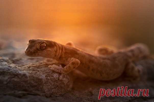 Пискливый геккончик (Alsophylax pipiens) на горе Большое Богдо в Богдинско-Баскунчакском заповеднике. Снимал Антон Воронин: nat-geo.ru/community/user/52534/.