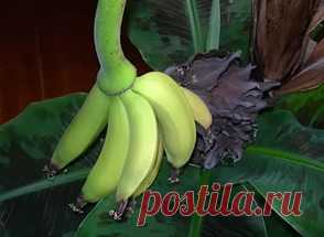как размножить пальму в домашних условиях видео: 20 тыс изображений найдено в Яндекс.Картинках