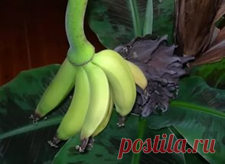 как размножить пальму в домашних условиях видео: 20 тыс изображений найдено в Яндекс.Картинках