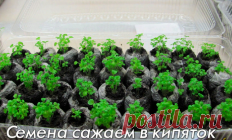 Семена сажаем в кипяток

Как-то меня научили сажать сельдерей в кипяток. Всходы получились хорошие, и был хороший урожай сельдерея. Следующей весной посадил так базилик, лук порей и цветную капусту, а потом решил так же сажать цветы. Сначала петунии, затем львиный зев и анютины глазки. Всходы получились хорошие. Теперь все цветы сажаю так. 

Вот как я делаю: землю в пластиковом контейнере (240х170х40 или 150х150х40) поливаю кипятком, из заварного чайника, кладу или сыплю с...