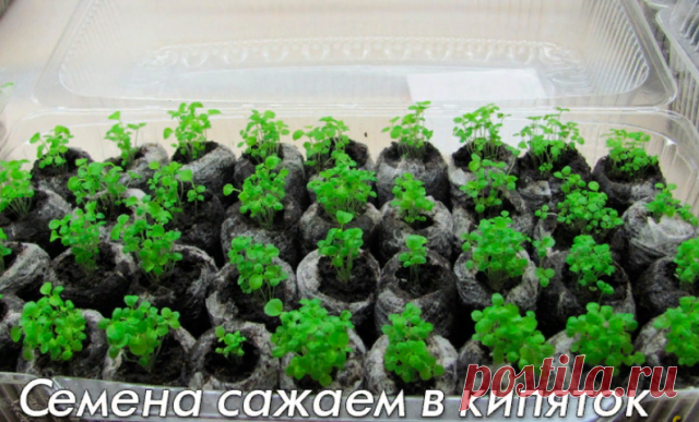 Семена сажаем в кипяток

Как-то меня научили сажать сельдерей в кипяток. Всходы получились хорошие, и был хороший урожай сельдерея. Следующей весной посадил так базилик, лук порей и цветную капусту, а потом решил так же сажать цветы. Сначала петунии, затем львиный зев и анютины глазки. Всходы получились хорошие. Теперь все цветы сажаю так. 

Вот как я делаю: землю в пластиковом контейнере (240х170х40 или 150х150х40) поливаю кипятком, из заварного чайника, кладу или сыплю с...