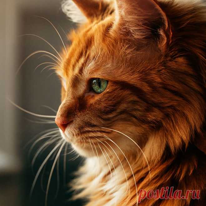 Кошка и её свет - OGADANIE.RU