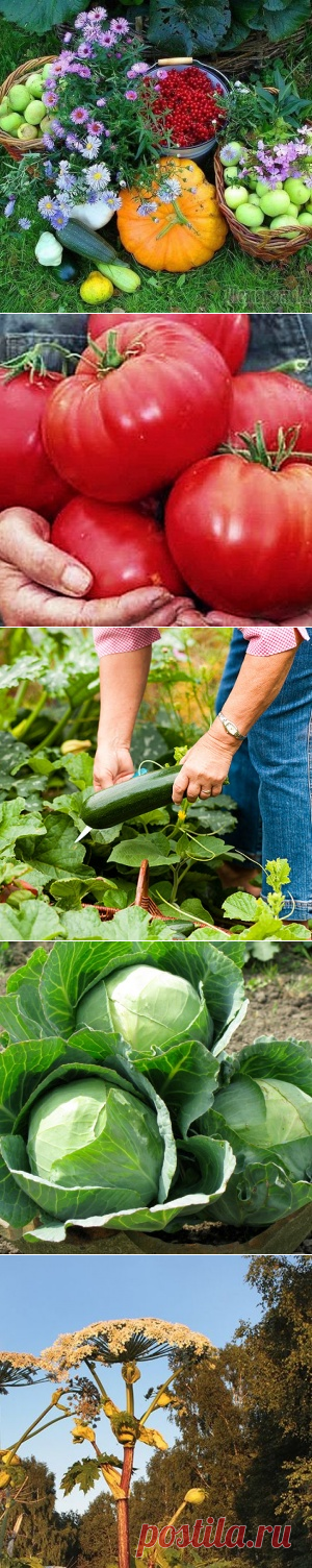 8 полезных советов огороднику - МирТесен