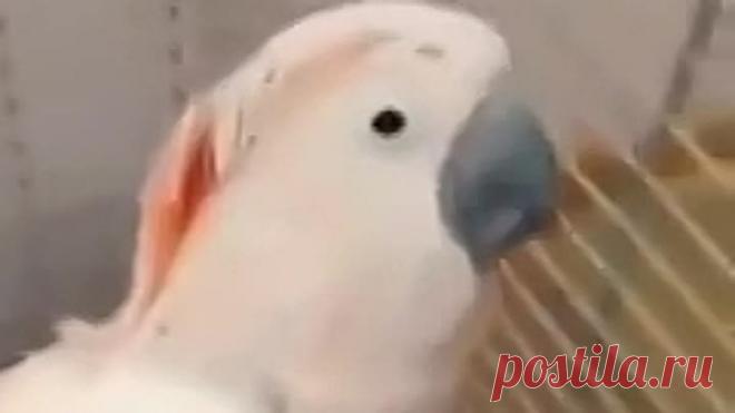 100 раз смотрела, ну очень смешно