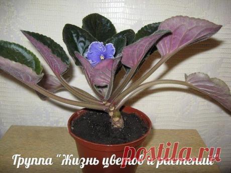 Пересадка фиалок. ИНСТРУКЦИЯ..