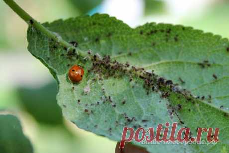 Друзья-приятели — Ваше Плодородие