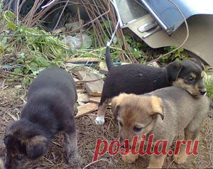 Хороший родитель должен не только родить ребенка и обеспечить его всем необходимым, но и воспитать его. О том, что случается, когда родители забывают об этой своей обязанности, расскажет вам моя басня в стихах.