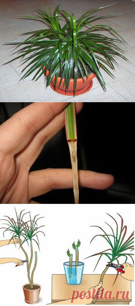 Уход и размножение драцены в домашних условиях – фото, видео
