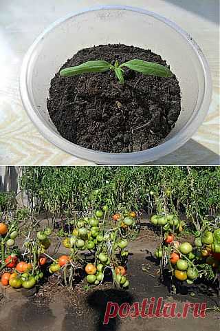 Вкусный Огород: Болезнь – черная ножка

При выращивании рассады помидоров, баклажанов и других культур иногда погибает большое количество растений из-за болезни «черная ножка». Причиной являются вредные микроорганизмы, которые развиваются в поверхностном слое почвы. Пораженная нижняя часть стебля темнеет, загнивает, и растение погибает.