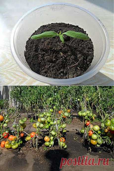 Вкусный Огород: Болезнь – черная ножка

При выращивании рассады помидоров, баклажанов и других культур иногда погибает большое количество растений из-за болезни «черная ножка». Причиной являются вредные микроорганизмы, которые развиваются в поверхностном слое почвы. Пораженная нижняя часть стебля темнеет, загнивает, и растение погибает.