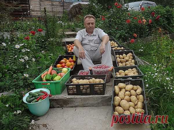 4 вида подкормок Игоря Лядова..