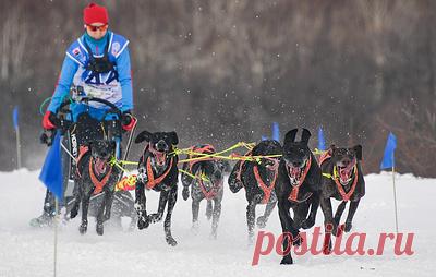 Фестиваль "Берингия" стартует на Камчатке 19 февраля. Традиционные гонки на собачьих упряжках завершатся в селе Оссора в начале марта