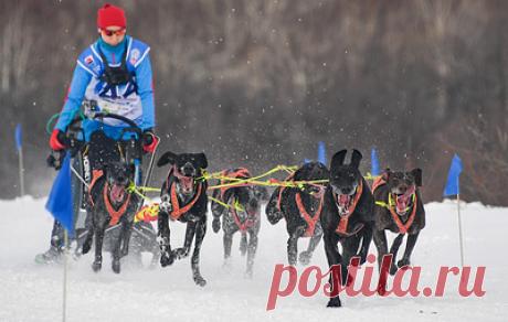 Фестиваль "Берингия" стартует на Камчатке 19 февраля. Традиционные гонки на собачьих упряжках завершатся в селе Оссора в начале марта