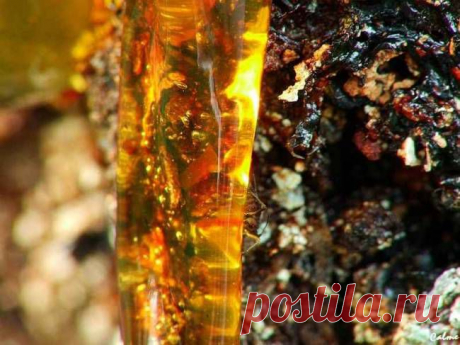 Живица- Чудесный дар природы