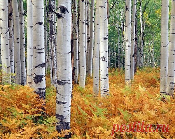 Пышное природы увяданье...