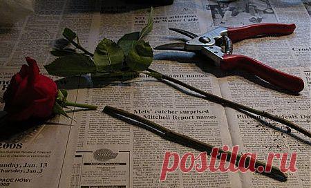 Как укоренить розу из букета. И здесь --- http://l-golubova.ru/rozi/kak-ukorenit-rozu-iz-buketa А ЗДЕСЬ:дальнейшее выращивание --- http://orchardo.ru/53-kak-prodlit-zhizn-roz-iz-buketa-mozhno-li-ukorenit-ih-i-vyrastit.html