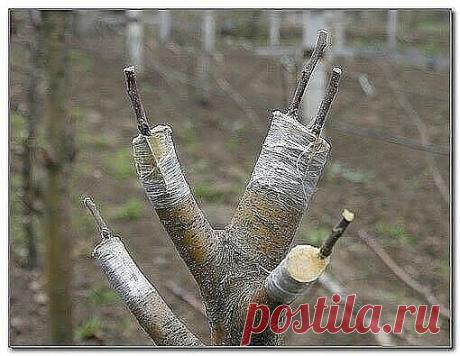 КАК ПРАВИЛЬНО ПРИВИТЬ НА ОДНУ ЯБЛОНЮ НЕСКОЛЬКО СОРТОВ (советы агронома)
Сохраните, чтобы не потерять!
Прививками я занимаюсь уже более 20 лет, мне это доставляет несказанное удовольствие. На каждом дереве у меня по нескольку сортов, это очень удобно и красиво. Представьте себе яблоню, на которой с одной стороны красные яблоки, с другой – желтые, с третьей – зеленые с красным бочком. Чудо!
Участок у меня очень маленький, всего 2 с небольшим сотки, особо не размахнешься. Две яблони и одна груша,