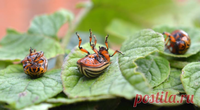 Дачник неужели Вы так глупы и трусливы? Вот Работающий способ, который «ВАМ НИЗЯ» использовать от КОЛОРАДСКОГО жука | Сад, огород, наука и ... лень | Дзен