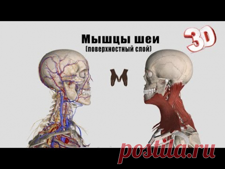 Мышцы шеи (поверхностный слой) - детальный обзор