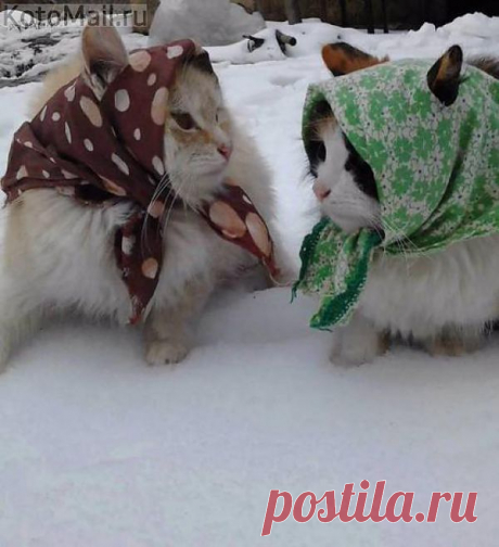 Бабушки-страрушки | KotoMail.ru