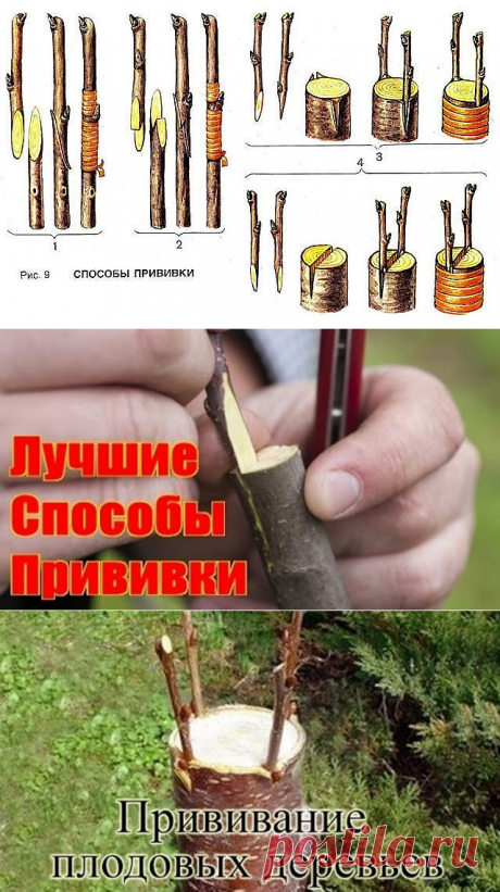 Одноклассники
