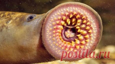 Археологи обнаружили в Лондоне зубы "рыбы-вампира" эпохи Средневековья | События