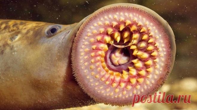 Археологи обнаружили в Лондоне зубы 