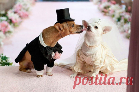 ЖЕНИХ И НЕВЕСТА