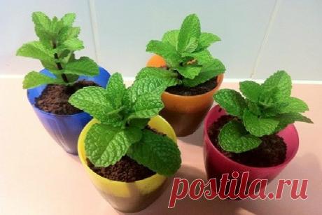 Если у вас есть это растение в вашем доме, вы больше никогда не увидите пауков и других насекомых!
Каждый дом на Земле посещают незваные гости время от времени, такие как...
Читай дальше на сайте. Жми подробнее ➡