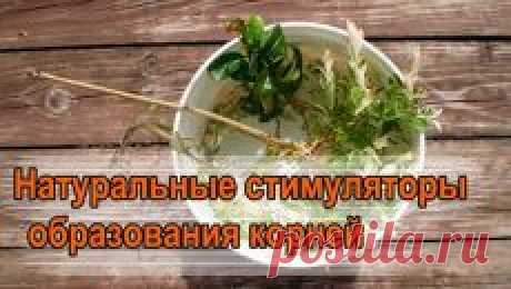 ПРИРОДНЫЕ СТИМУЛЯТОРЫ РОСТА