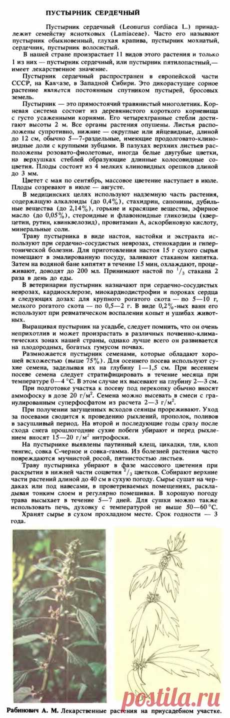 Пустырник сердечный
