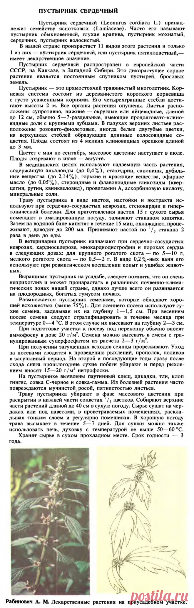 Пустырник сердечный