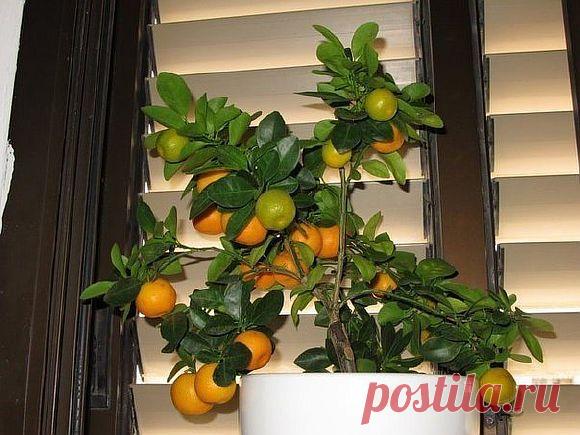 Как вырастить мандарин из косточки в домашних условиях