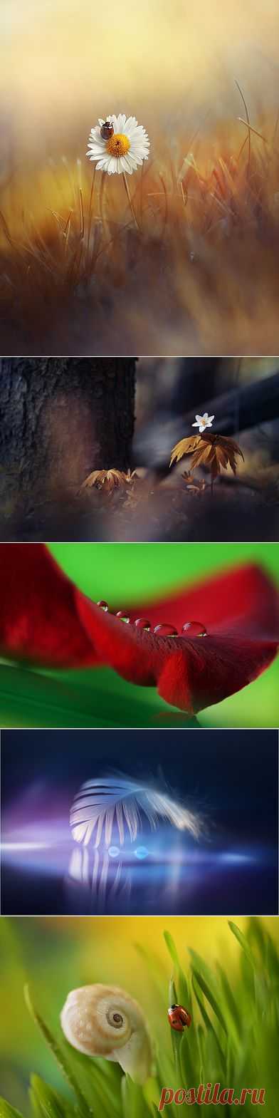 P Laura - фотографии. 35фото