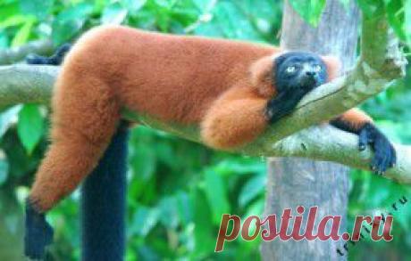 Оказывается у каждого человека есть свой ленивый и активный день.