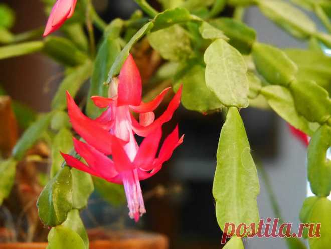 Декабрист – цветение: когда начинается и какой нужен уход. Почему не цветет декабрист? — Flowertimes.ru