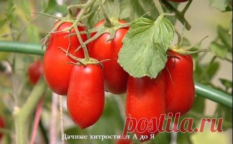 НАРОДНЫЕ МЕТОДЫ БОРЬБЫ С ФИТОФТОРОЙ