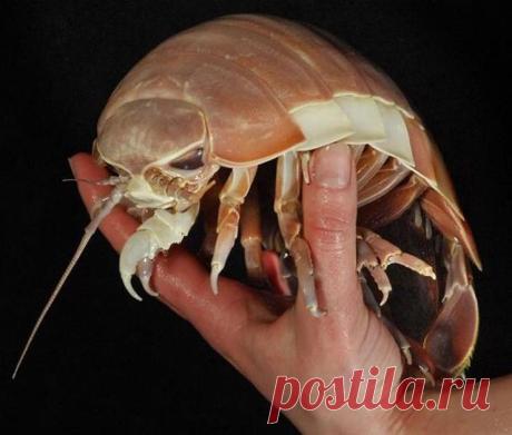 Very strange creatures of our planet - Science and Life